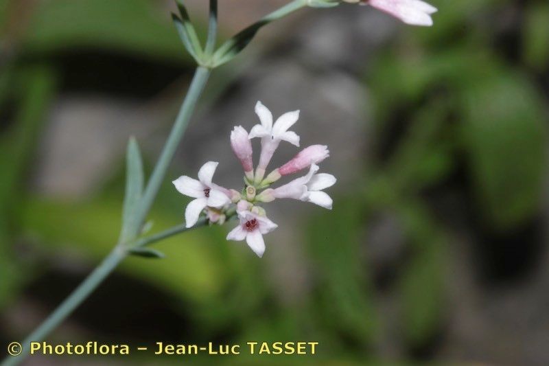 Asperula pyrenaica — search result for 'Asperula'
