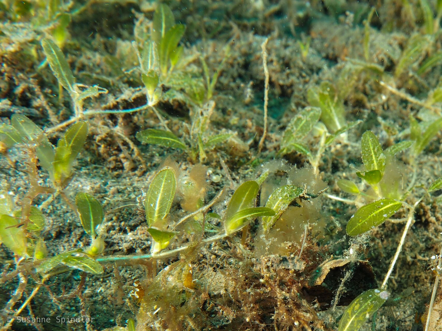 Halophila minor — related species from the same genus