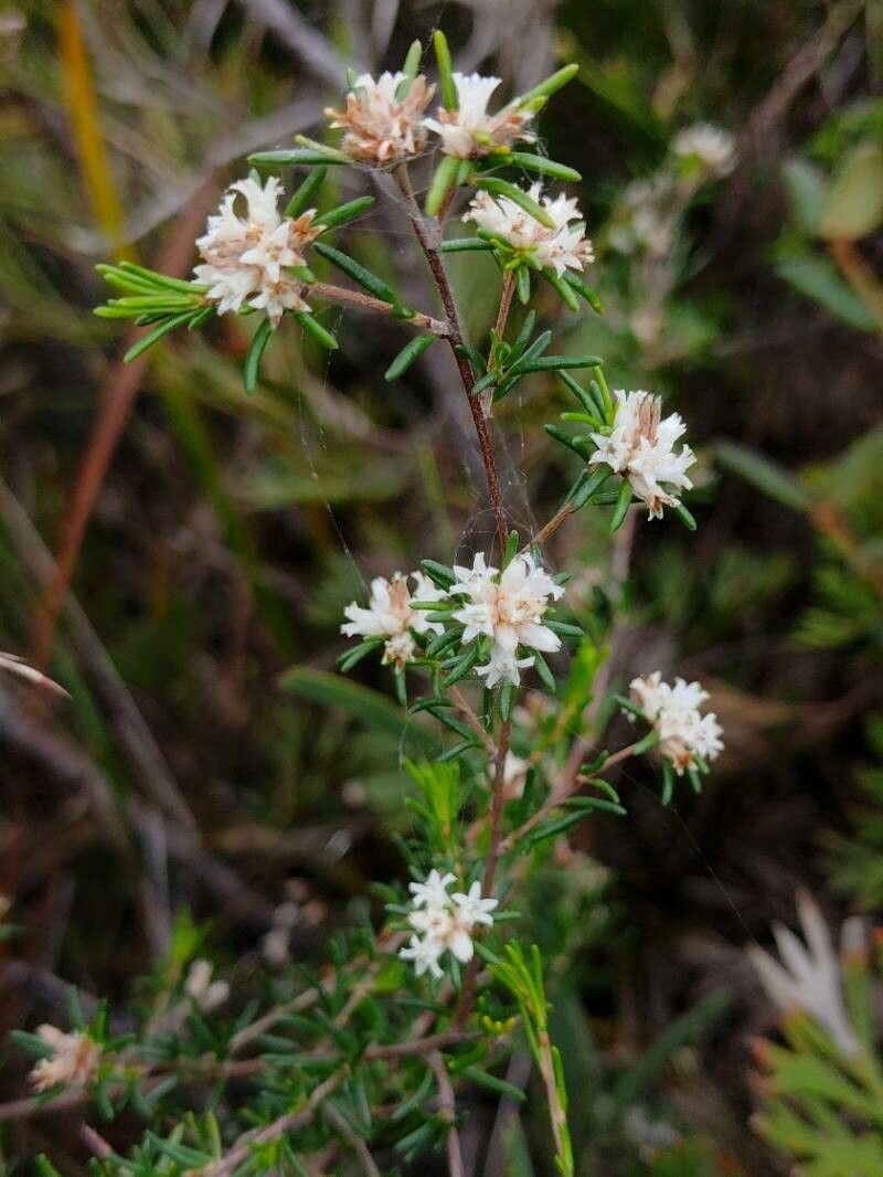 Cryptandra australis habit