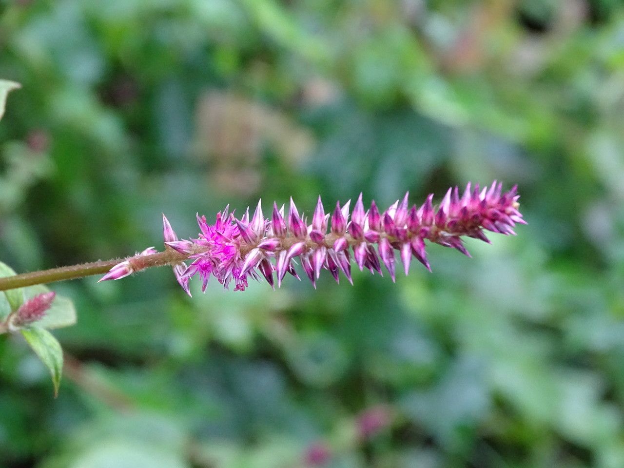 Achyranthes aspera flower