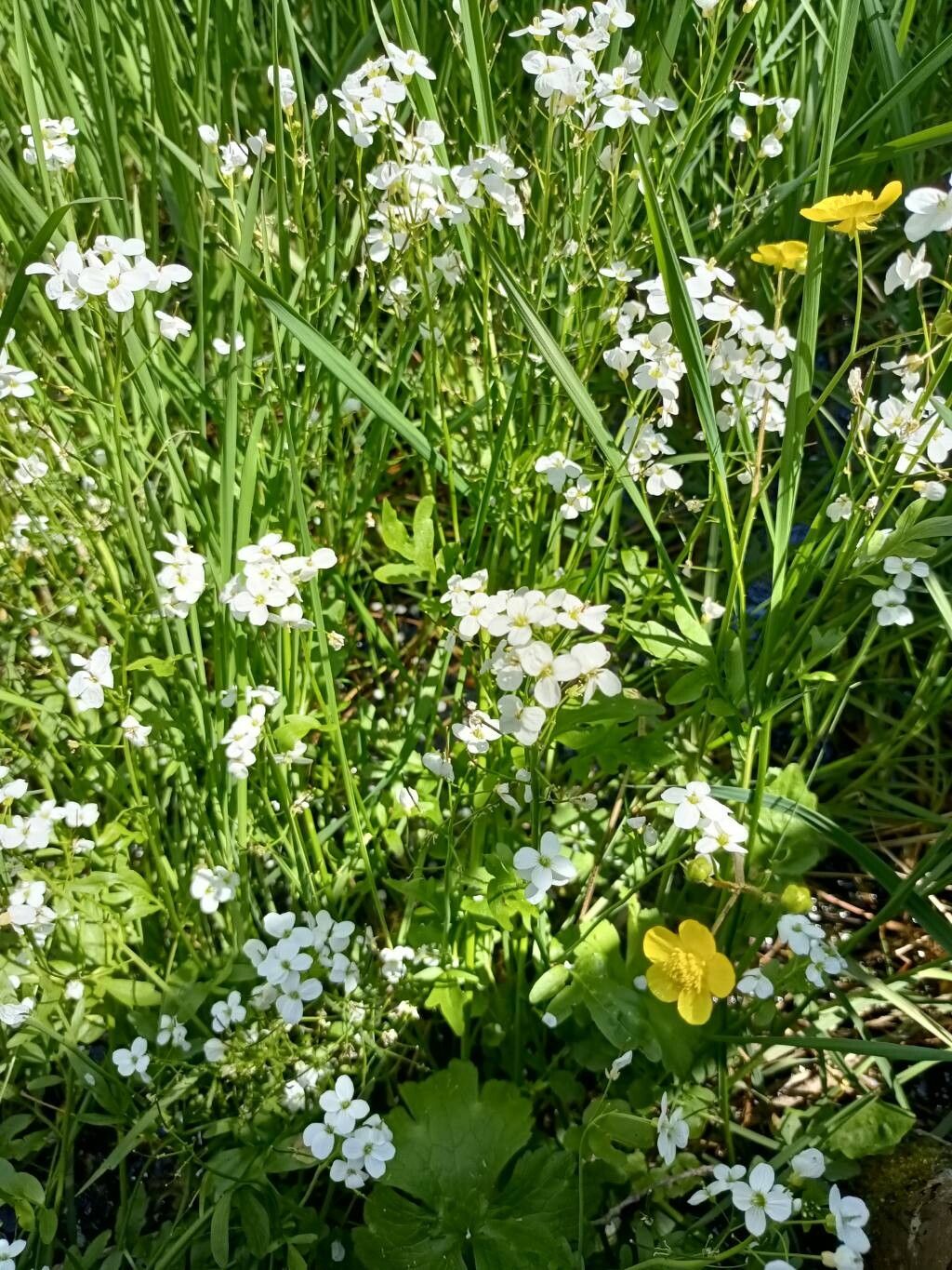 Cardamine penzesii flower
