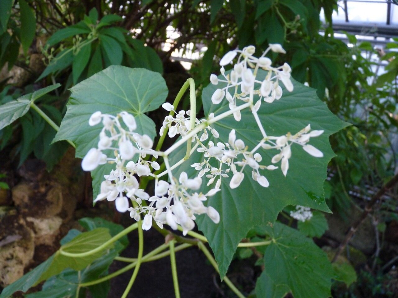 Begonia convolvulacea flower