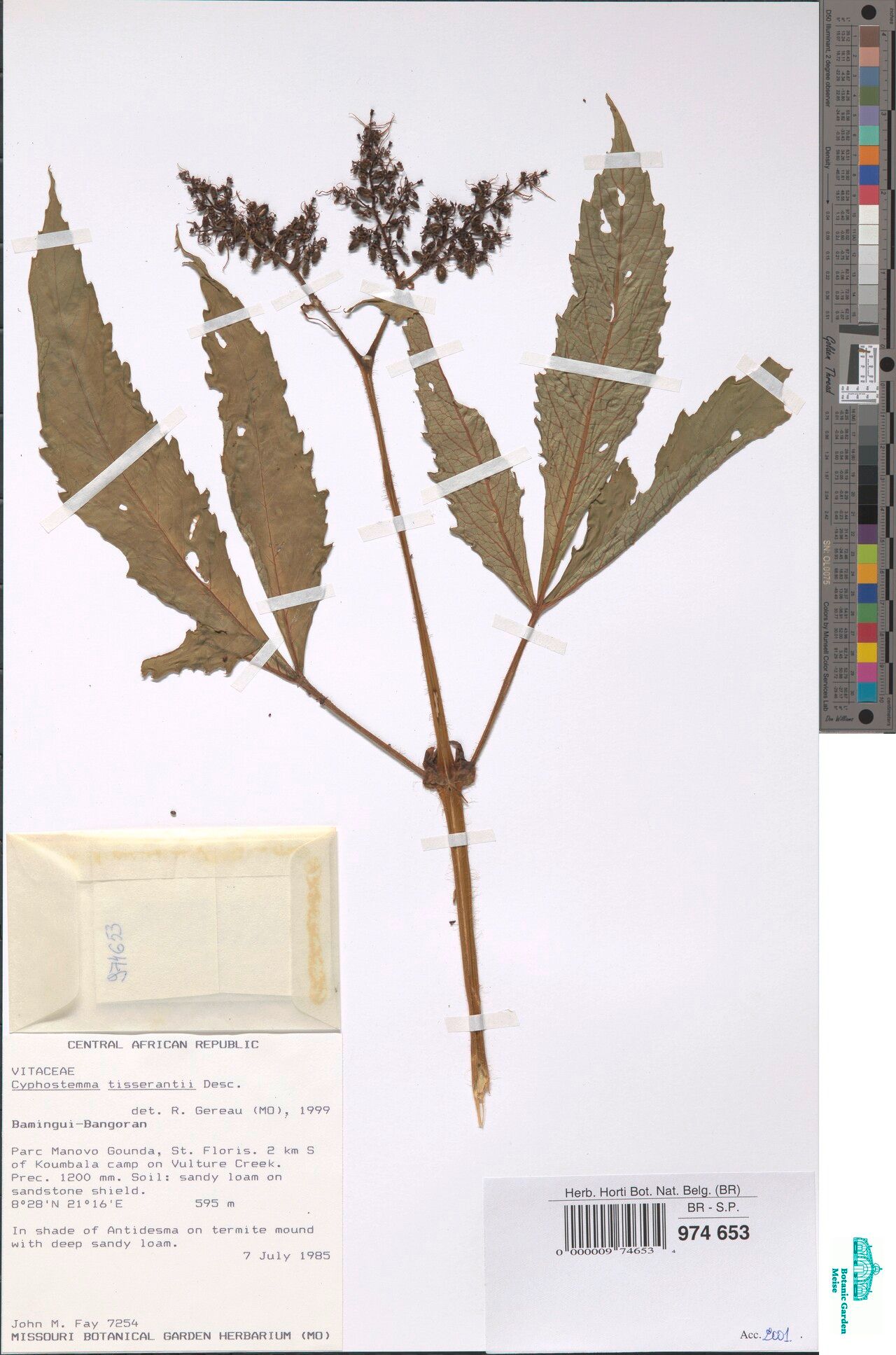 Cyphostemma tisserantii — houseplant care guide