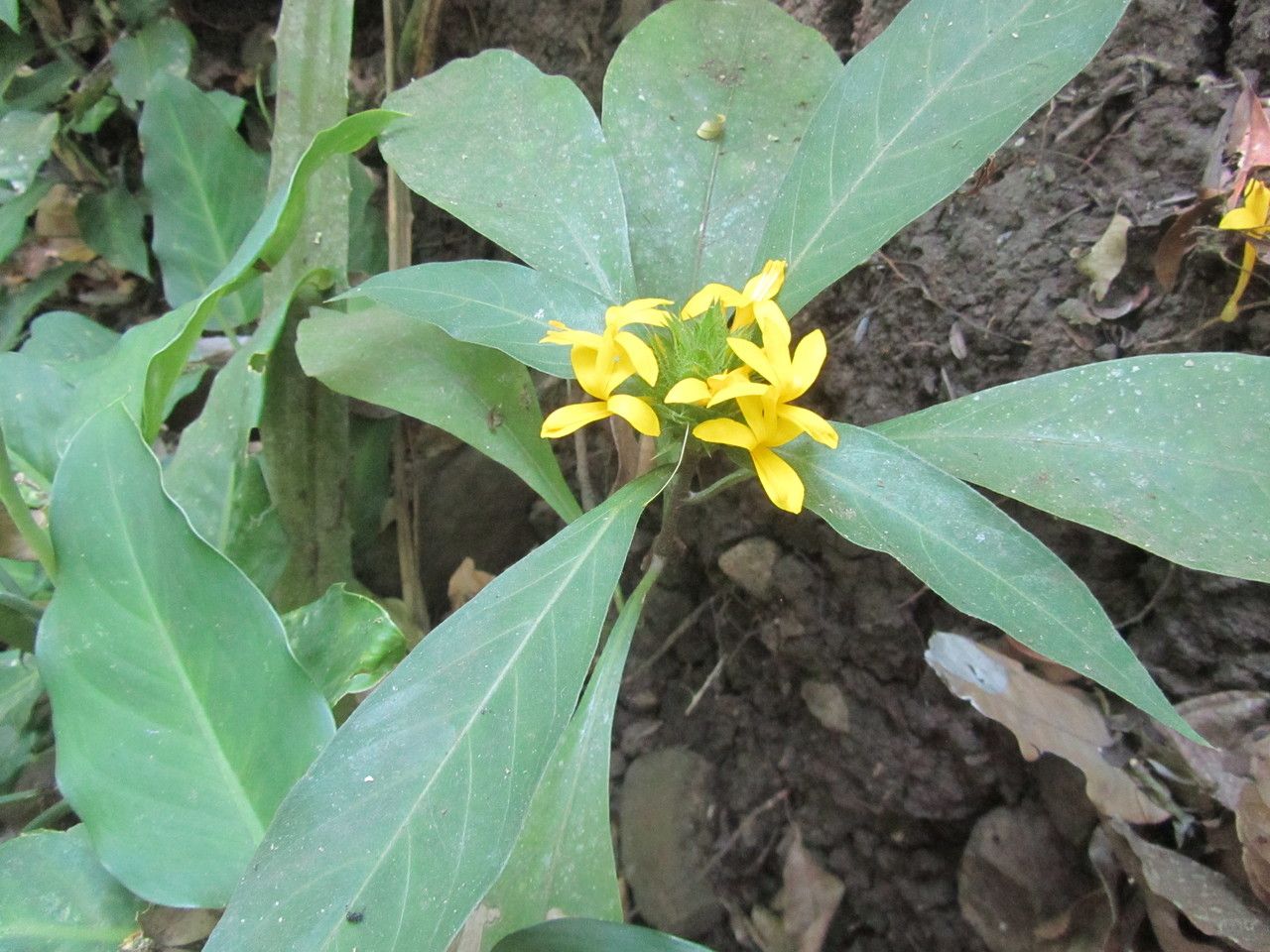 Barleria oenotheroides flower