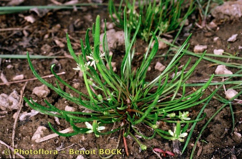 Ranunculus sessilis — houseplant care guide