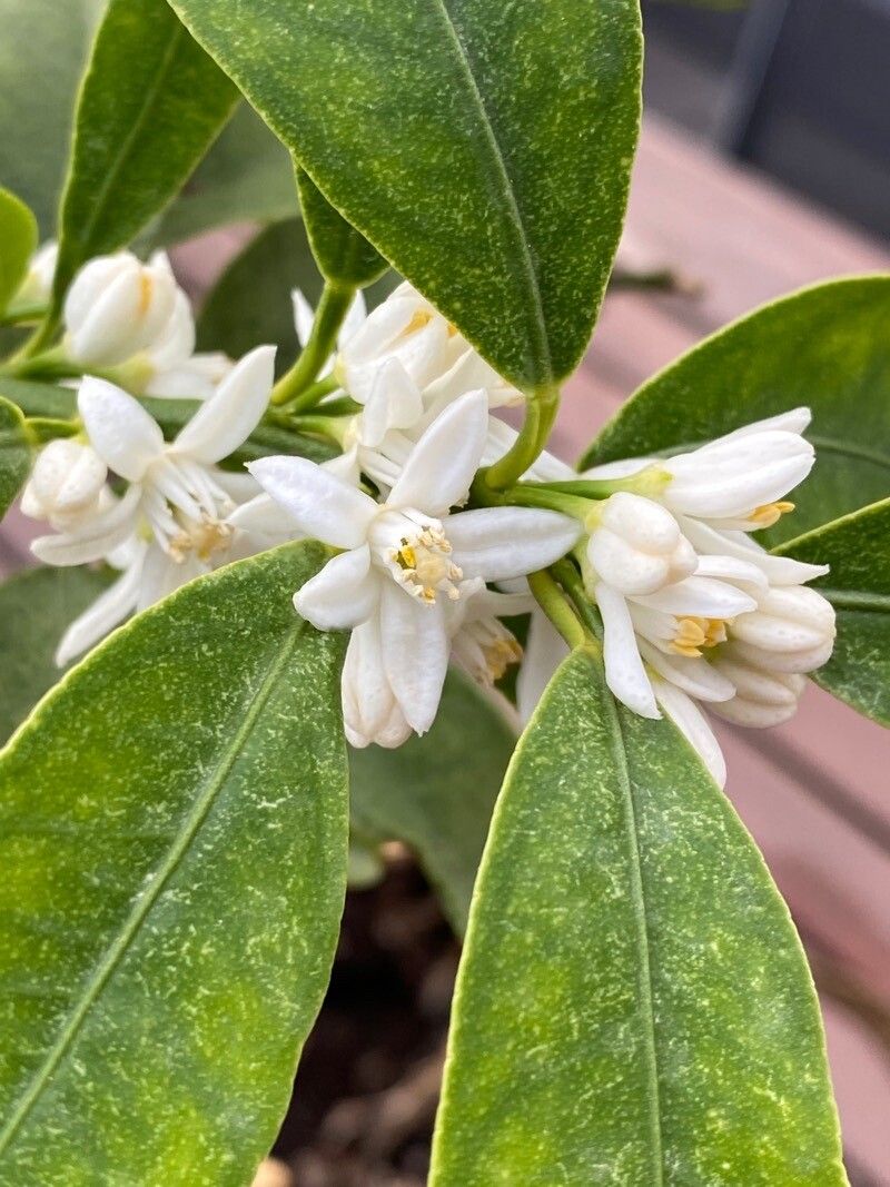 Fortunella japonica flower