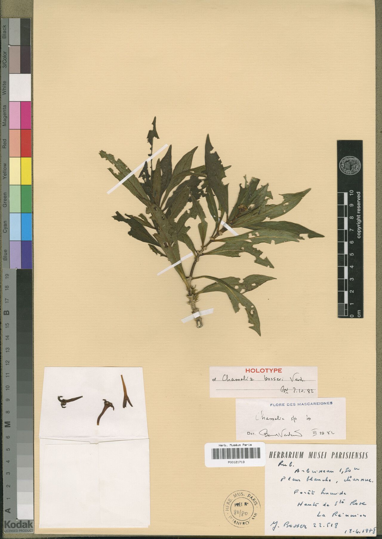 Chassalia bosseri — houseplant care guide