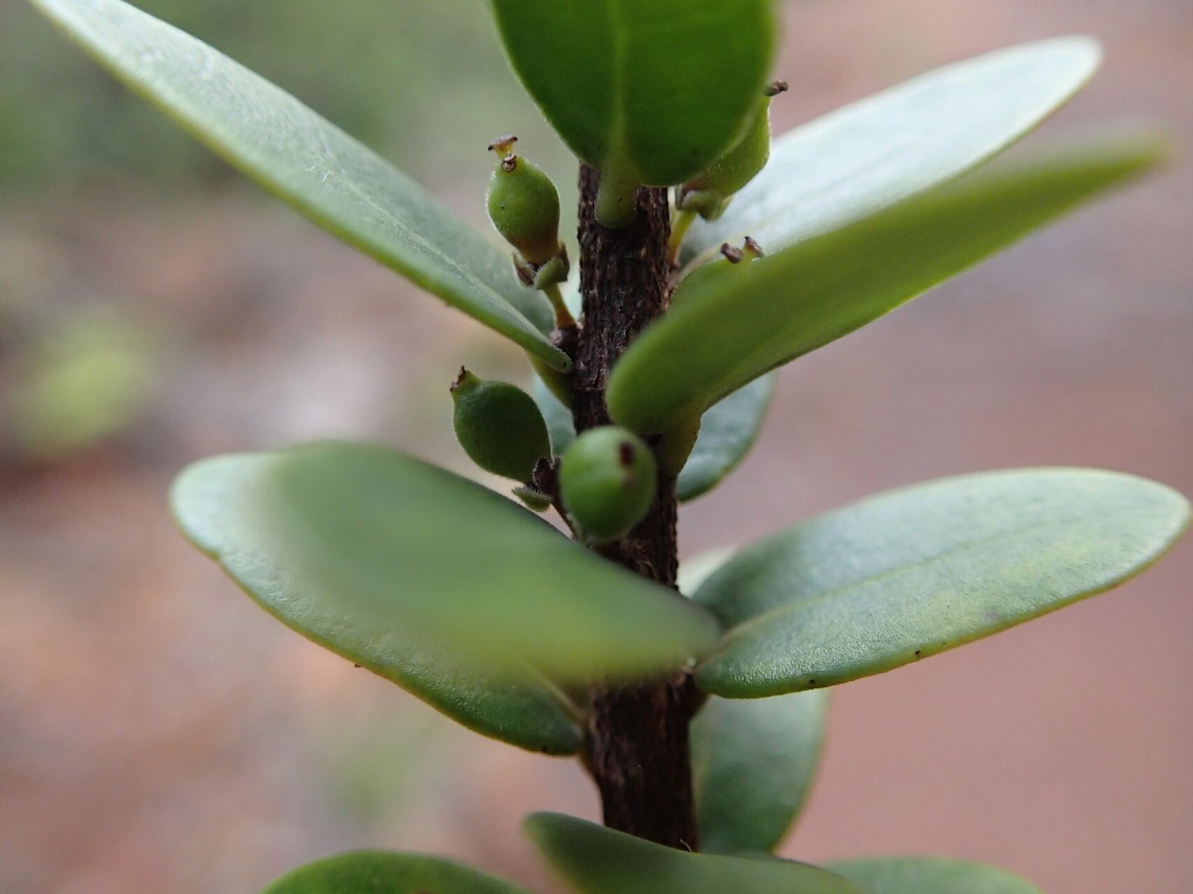 Xylosma nervosa fruit