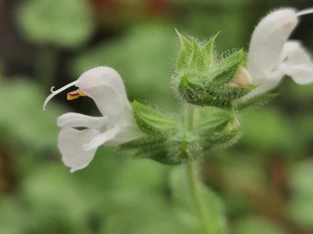 Salvia disermas flower