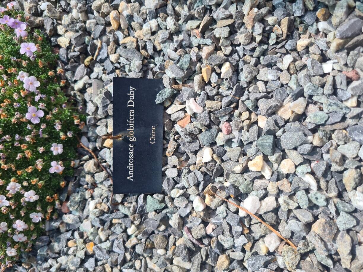 Androsace globifera other