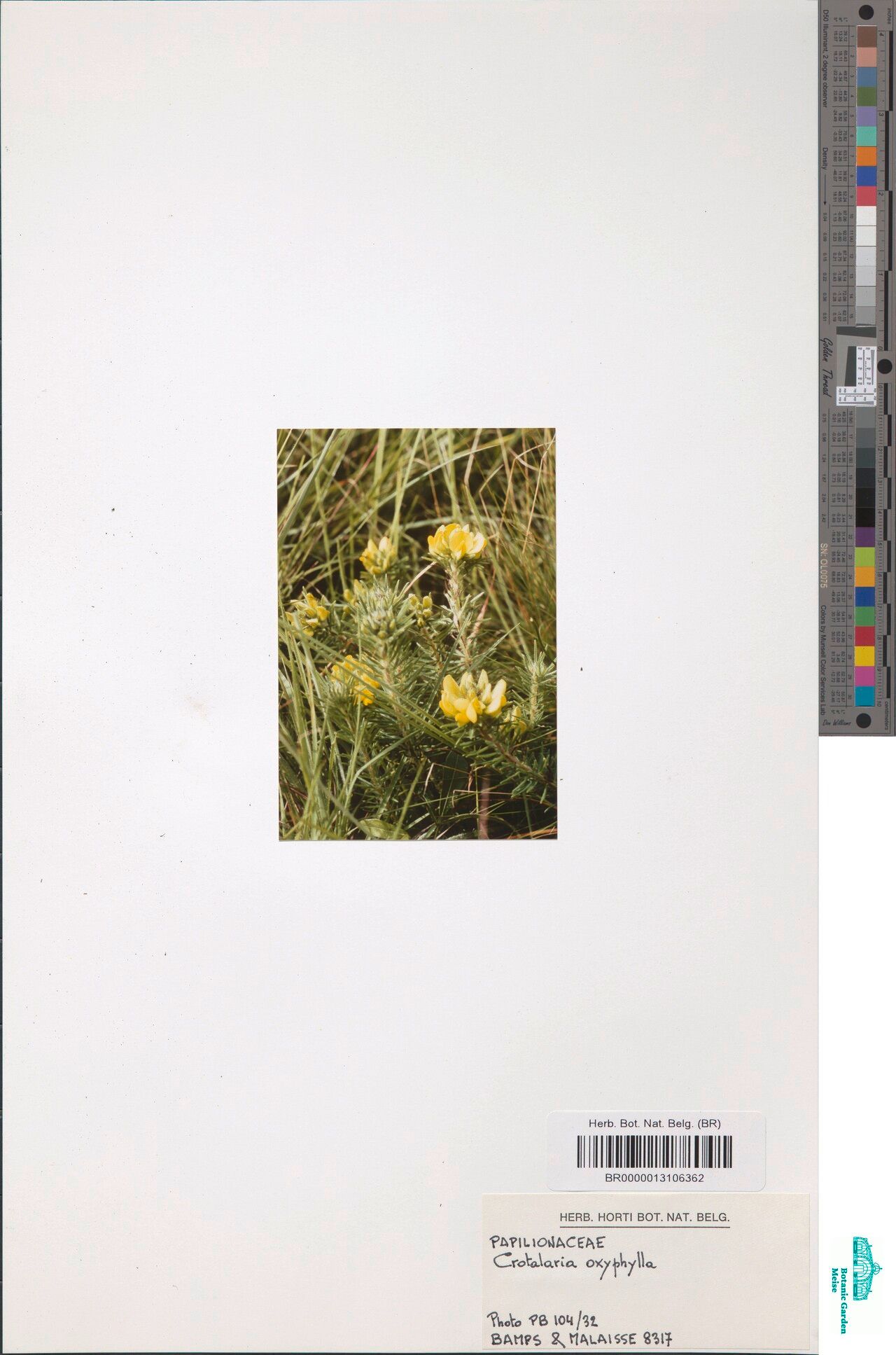 Crotalaria oxyphylla — houseplant care guide