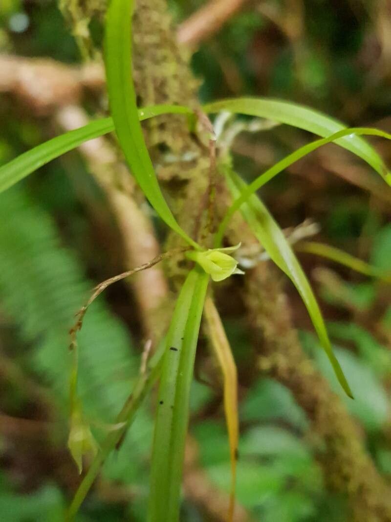 Epidendrum cystosum flower