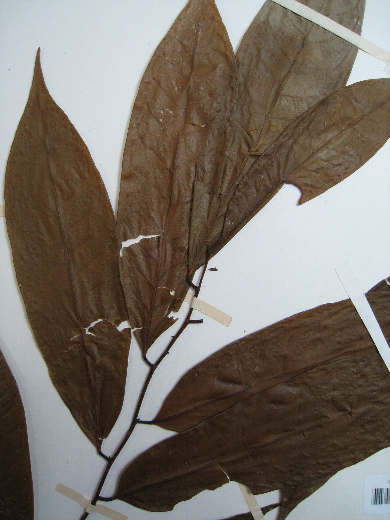 Anaxagorea phaeocarpa other