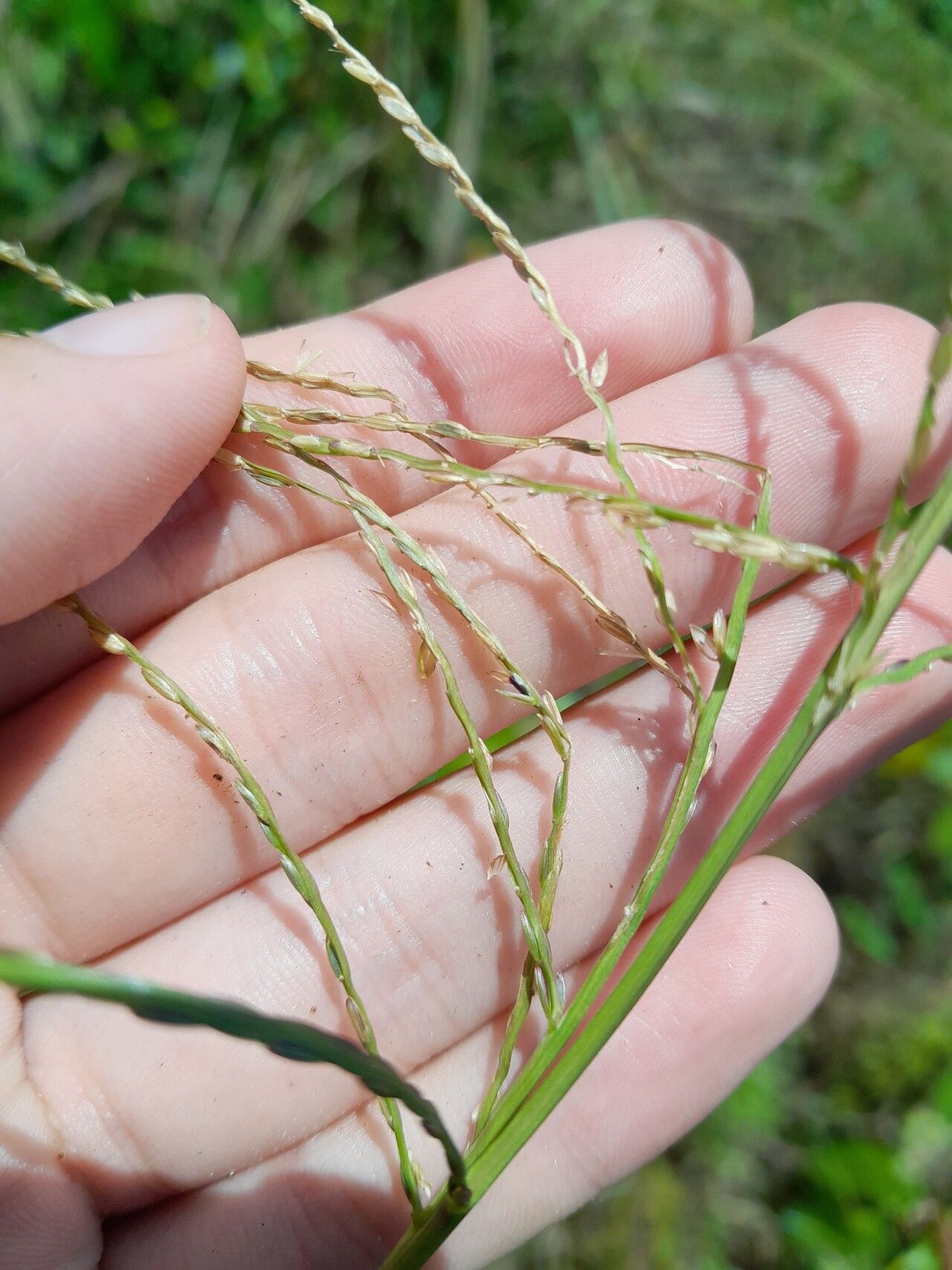 Axonopus surinamensis flower