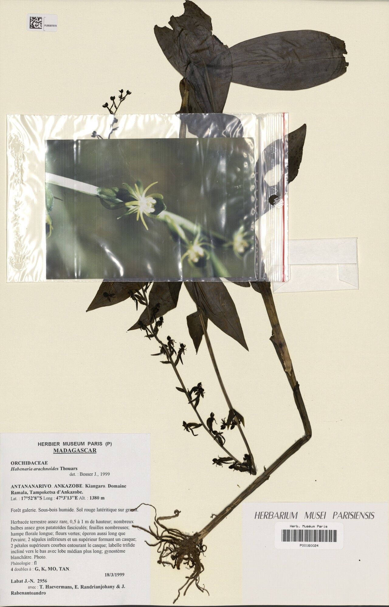 Habenaria arachnoides — houseplant care guide