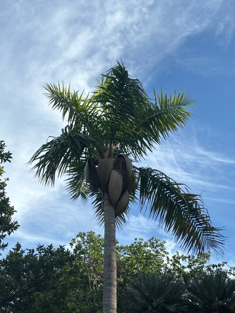 Syagrus vermicularis — houseplant care guide