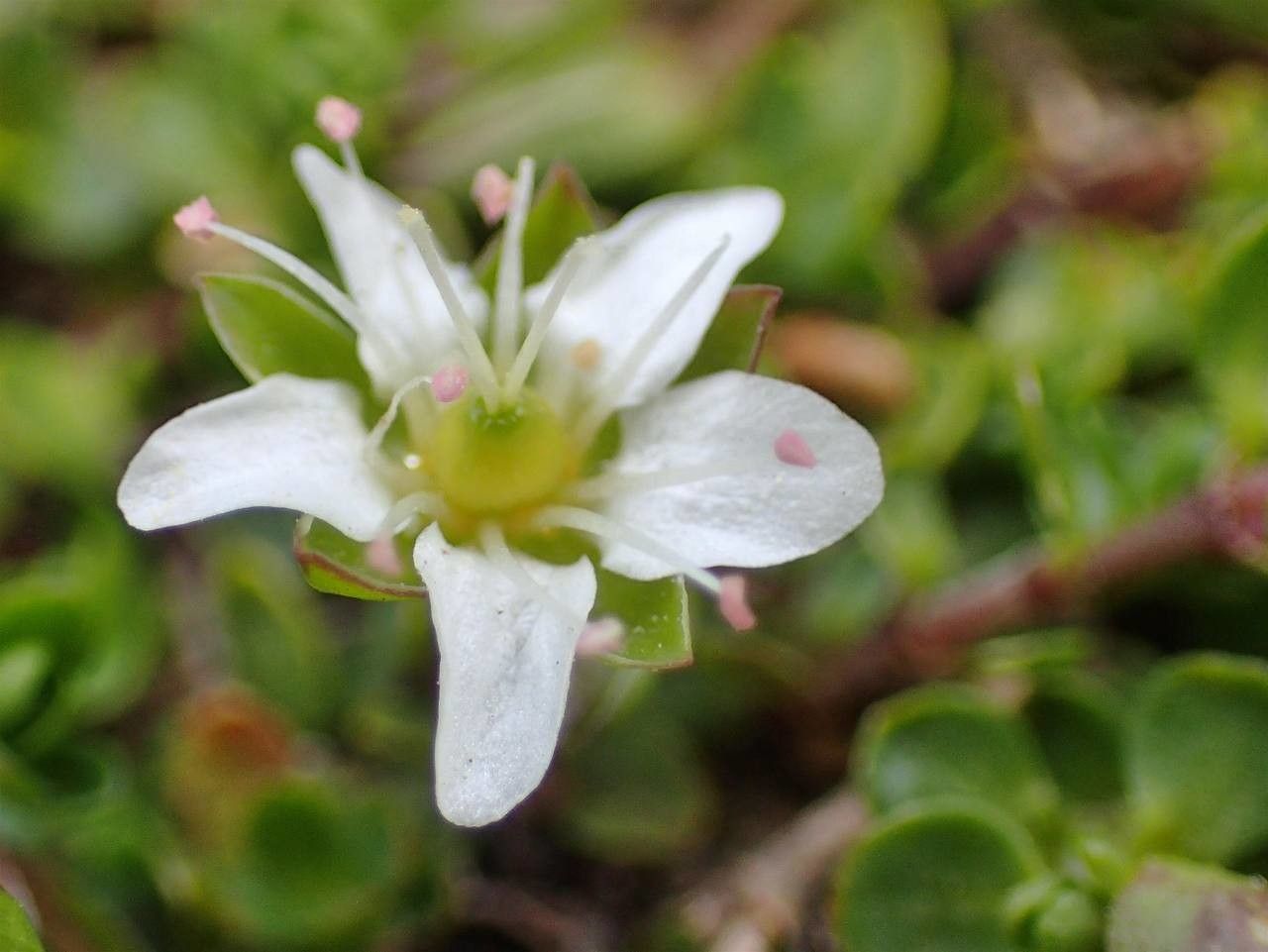 Arenaria biflora flower