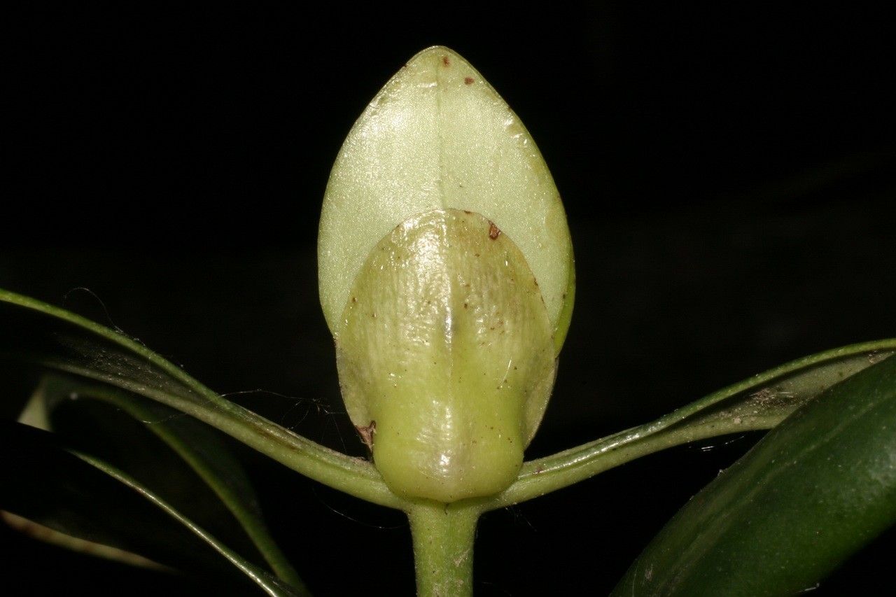 Psychotria cardiochlamys habit