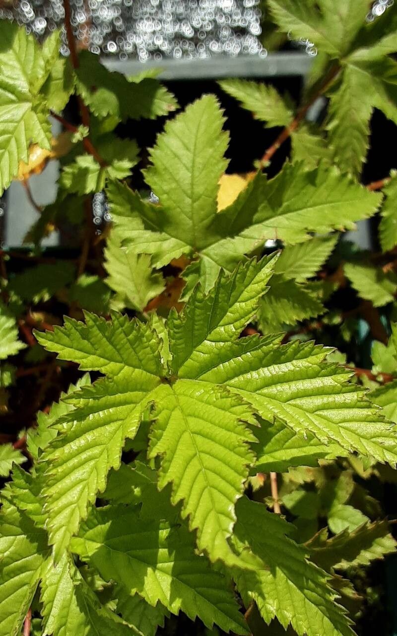 Filipendula glaberrima — related species from the same genus