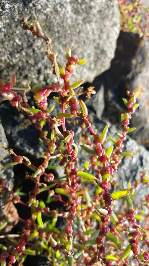 Suaeda maritima fruit