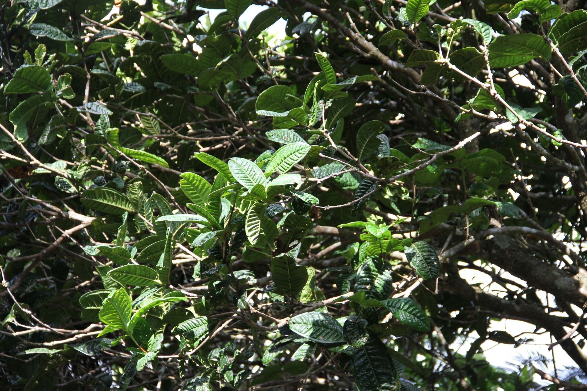 Syzygium bullatum habit