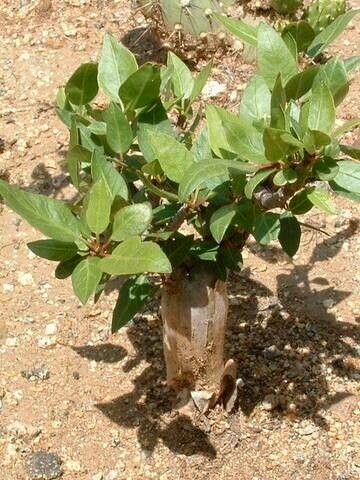 Bursera schlechtendalii — search result for 'Bursera'