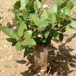 Bursera schlechtendalii