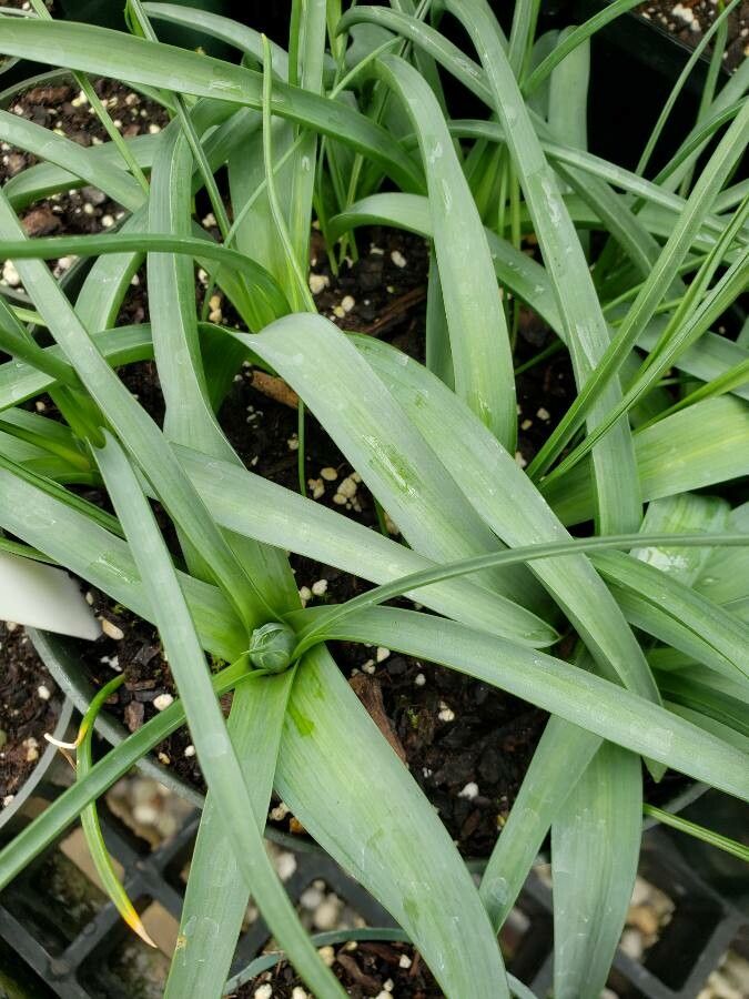 Allium longispathum — search result for 'Uzbekistan'