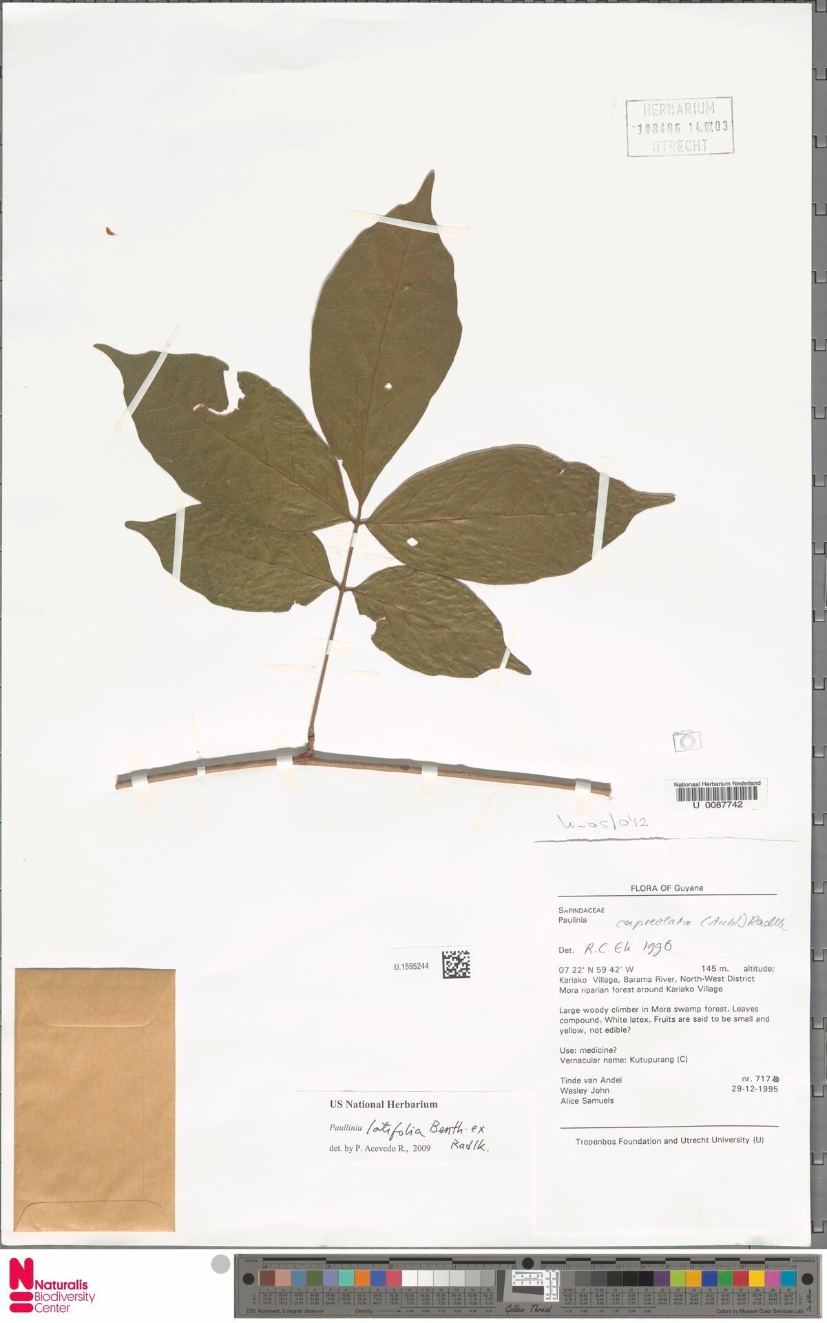 Paullinia latifolia leaf