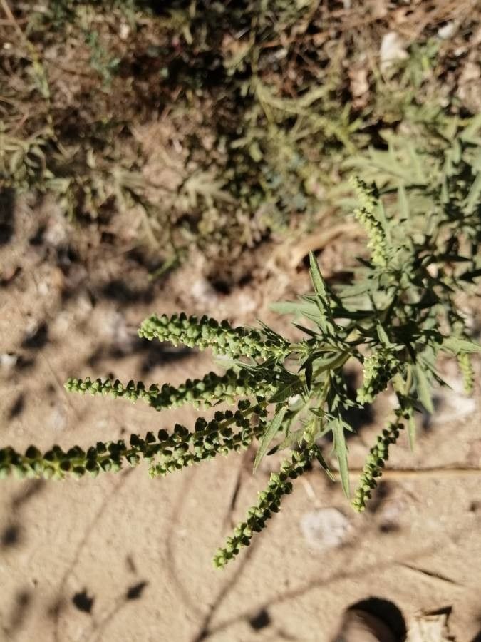Ambrosia psilostachya flower