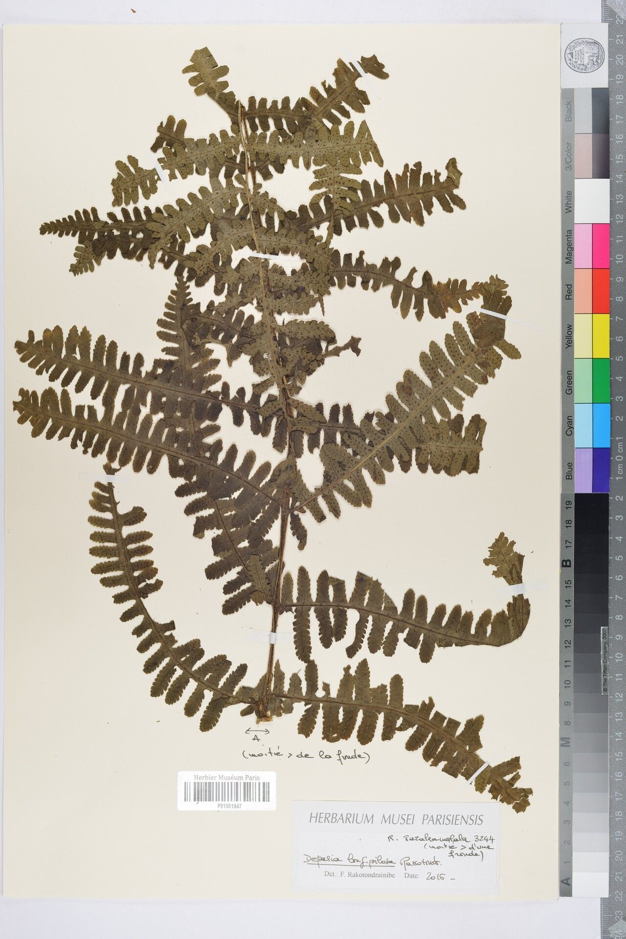 Deparia longipilosa — houseplant care guide