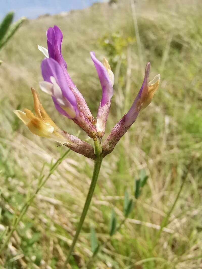 Astragalus muelleri flower