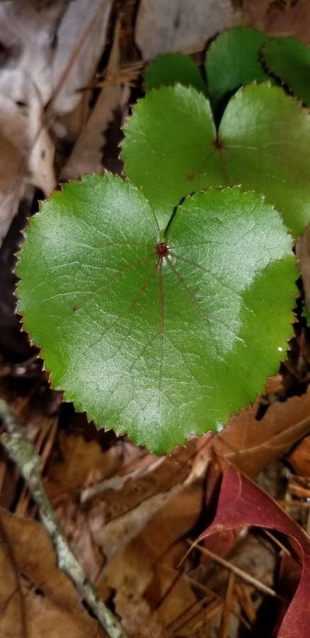Galax urceolata leaf