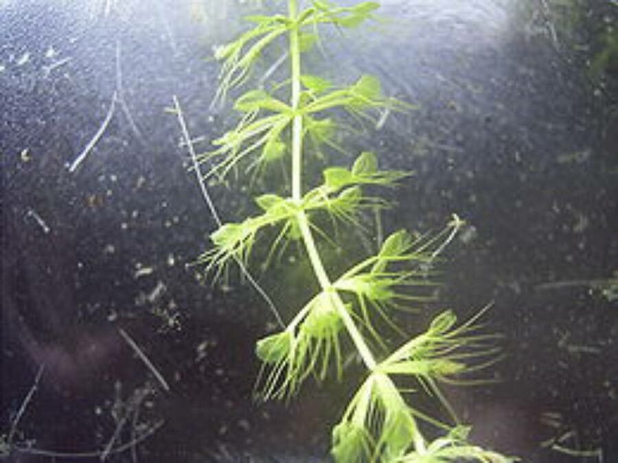 Aldrovanda vesiculosa — search result for 'Droseraceae'