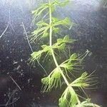 Aldrovanda vesiculosa