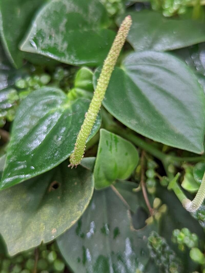 Peperomia velloziana flower