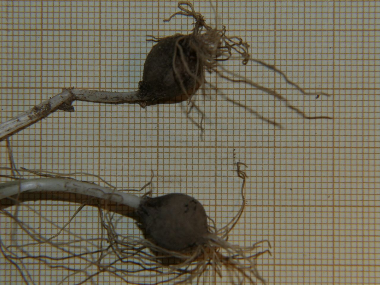 Allium scorzonerifolium fruit