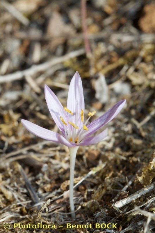 Colchicum pusillum habit