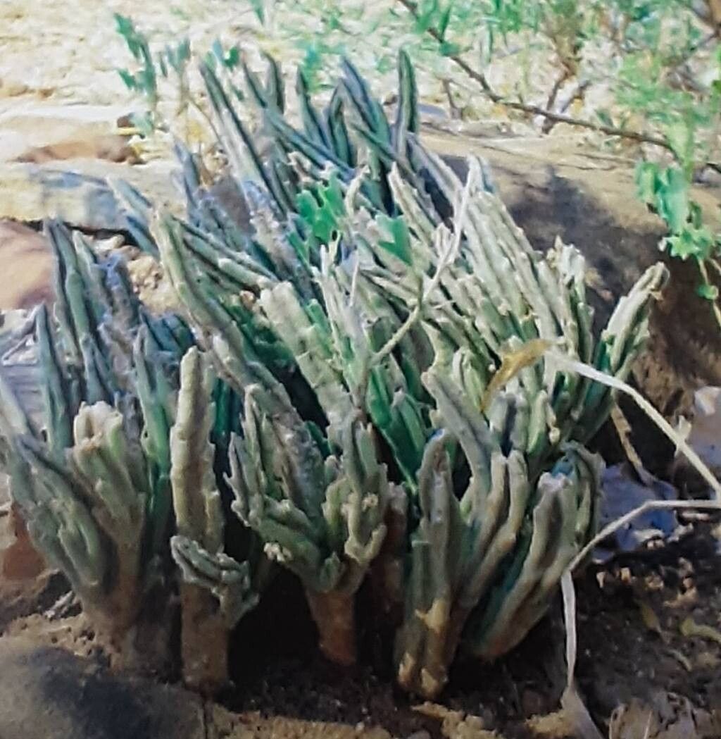 Stapelia kwebensis habit