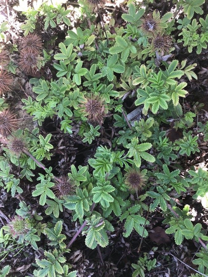 Acaena magellanica leaf