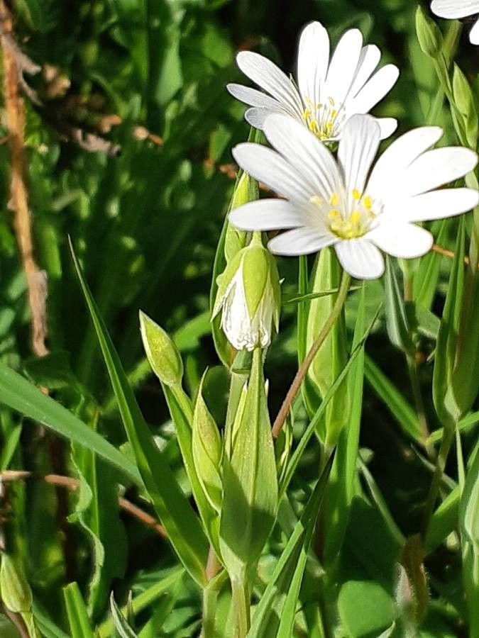 Moehringia ciliata leaf