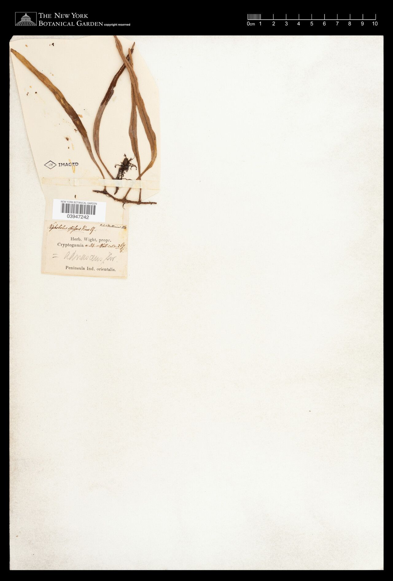 Pyrrosia spissa — houseplant care guide