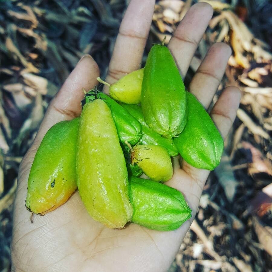 Averrhoa bilimbi fruit