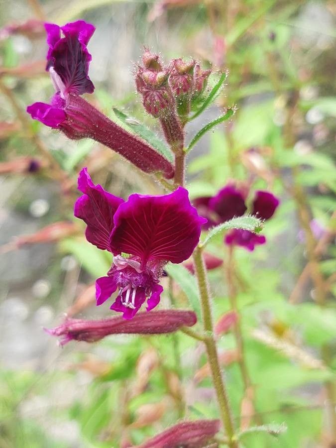 Cuphea viscosissima flower