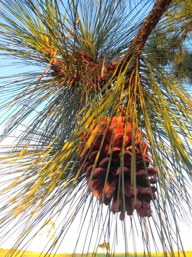 Pinus elliottii fruit