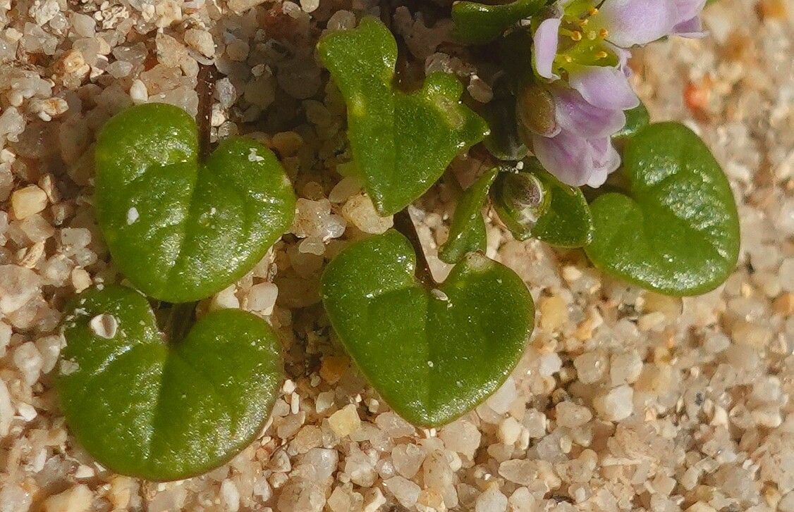 Cochlearia danica — related species from the same genus