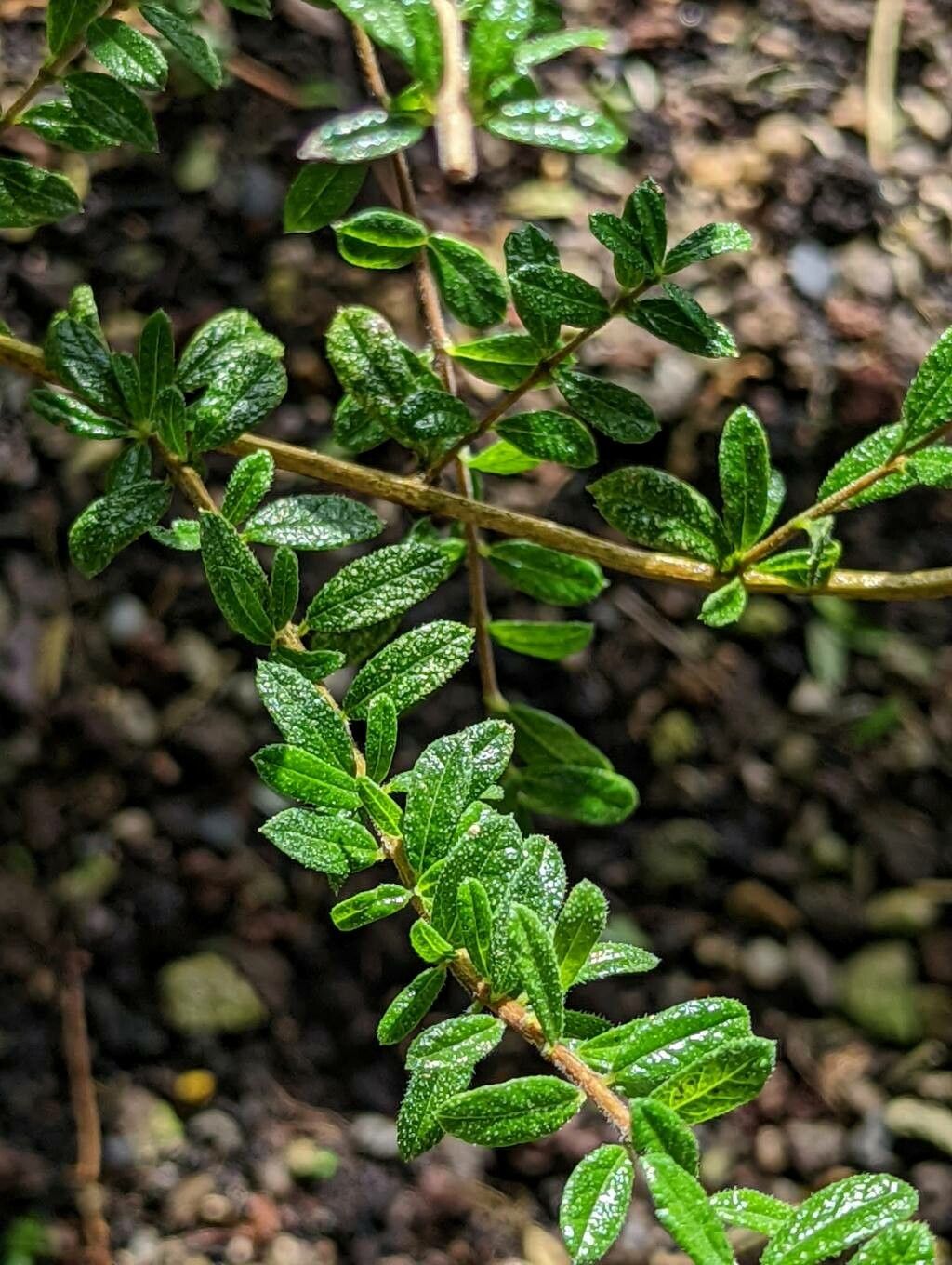 Nashia inaguensis — search result for 'Bahamas'