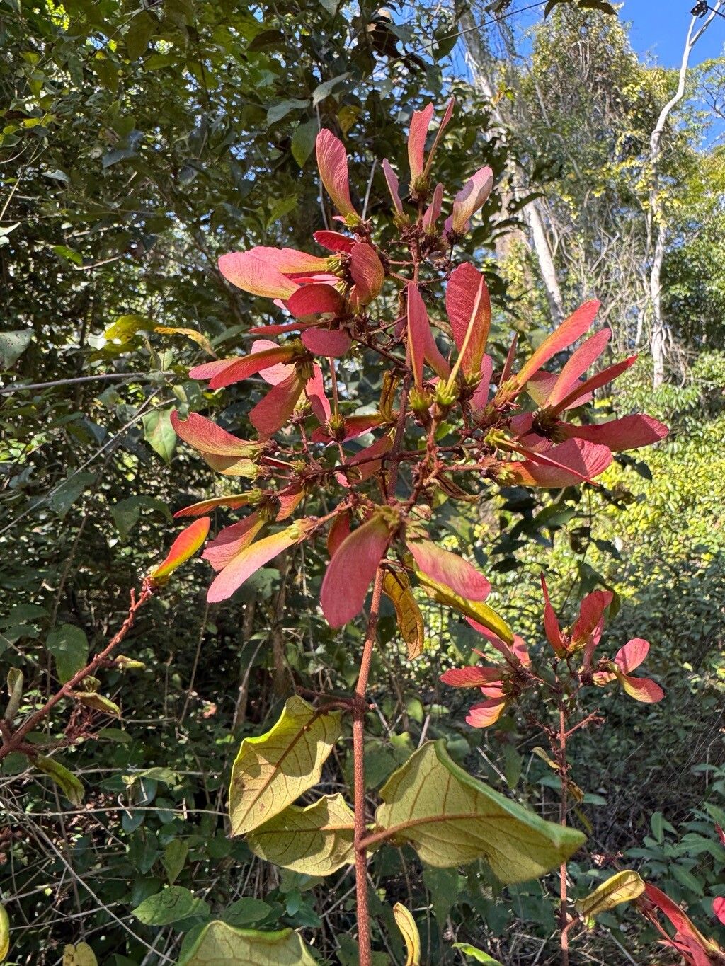 Heteropterys rufula fruit