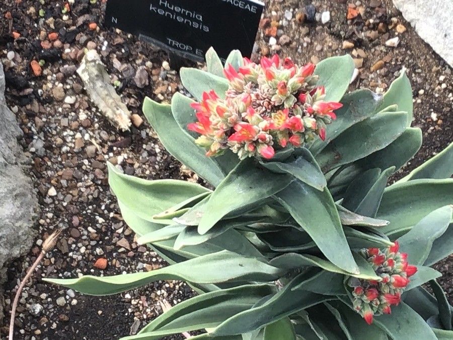 Crassula perfoliata leaf