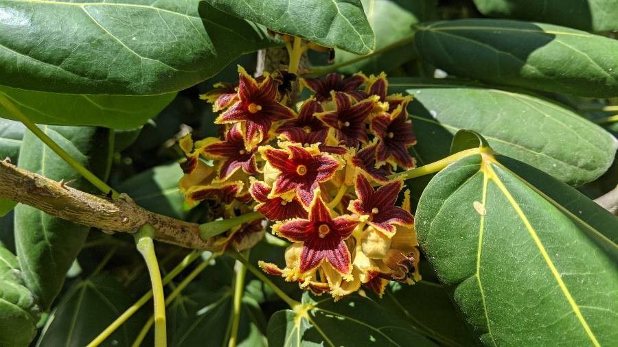 Acropogon bullatus flower